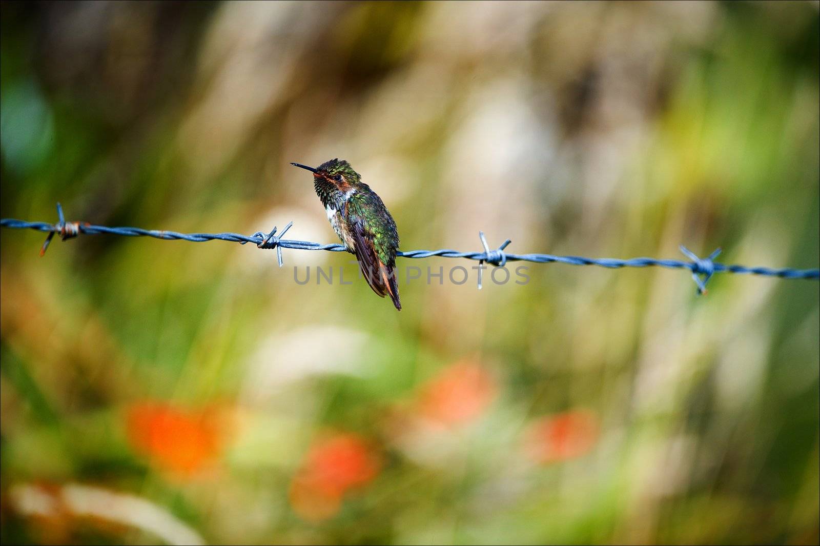 The hummingbird on prickly a prowolf. by SURZ