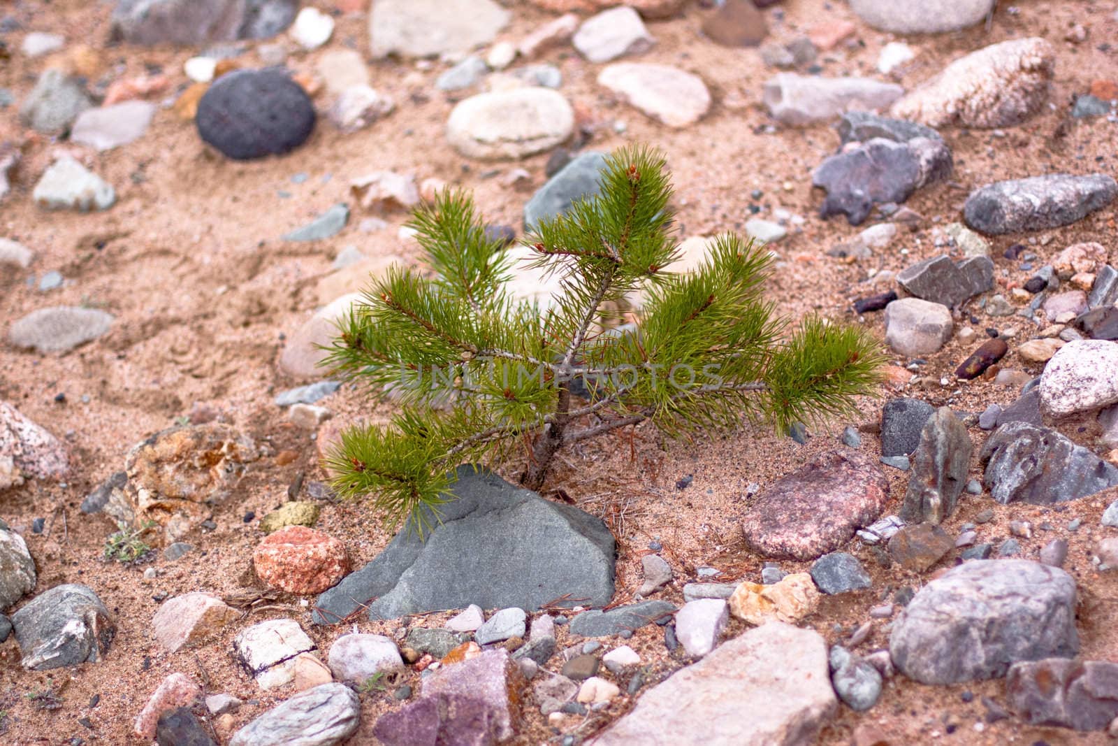 A small coniferous tree in sand and gravel
