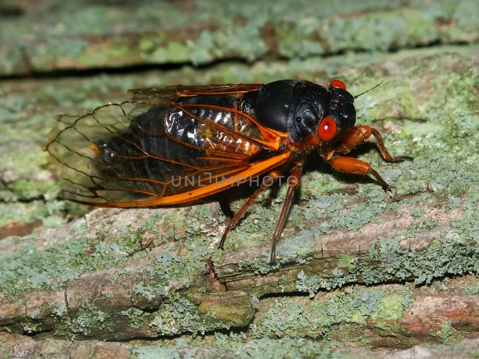 A 17-year Periodical Cicada (Magicicada septendecim) at Rock Cut State Park in northern Illinois.