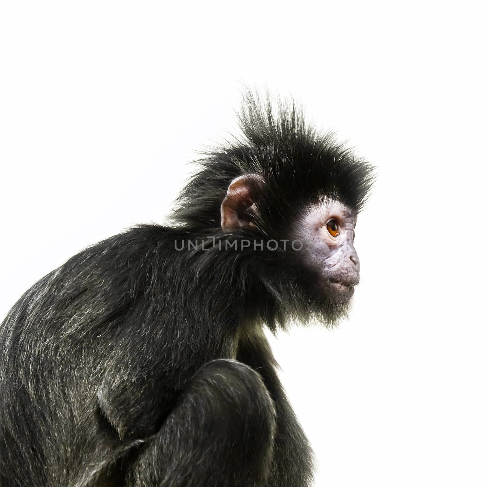 black ape with orange eye by magann