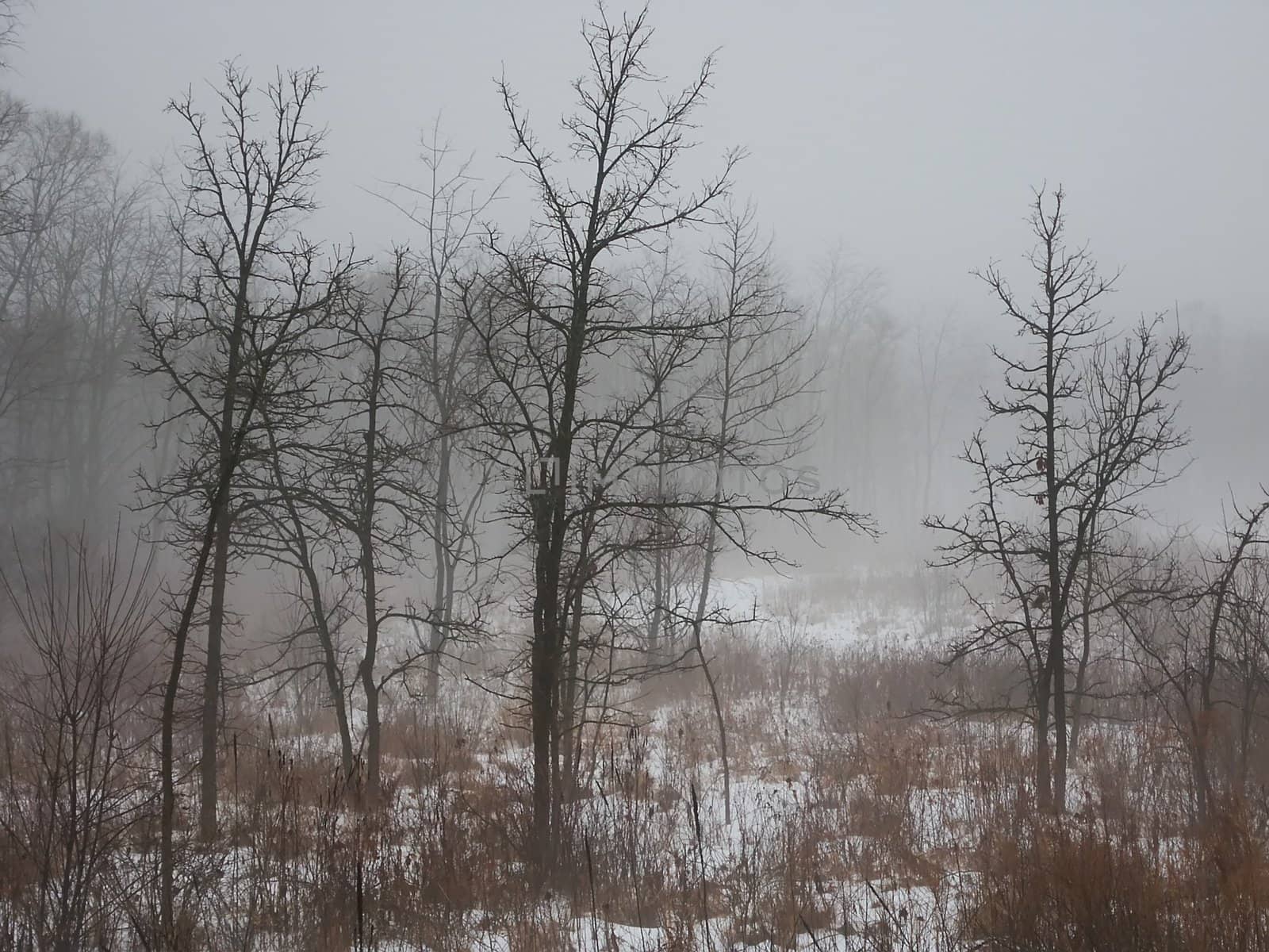 Fog creates an eerie scene at a prairie in northern Illinois.