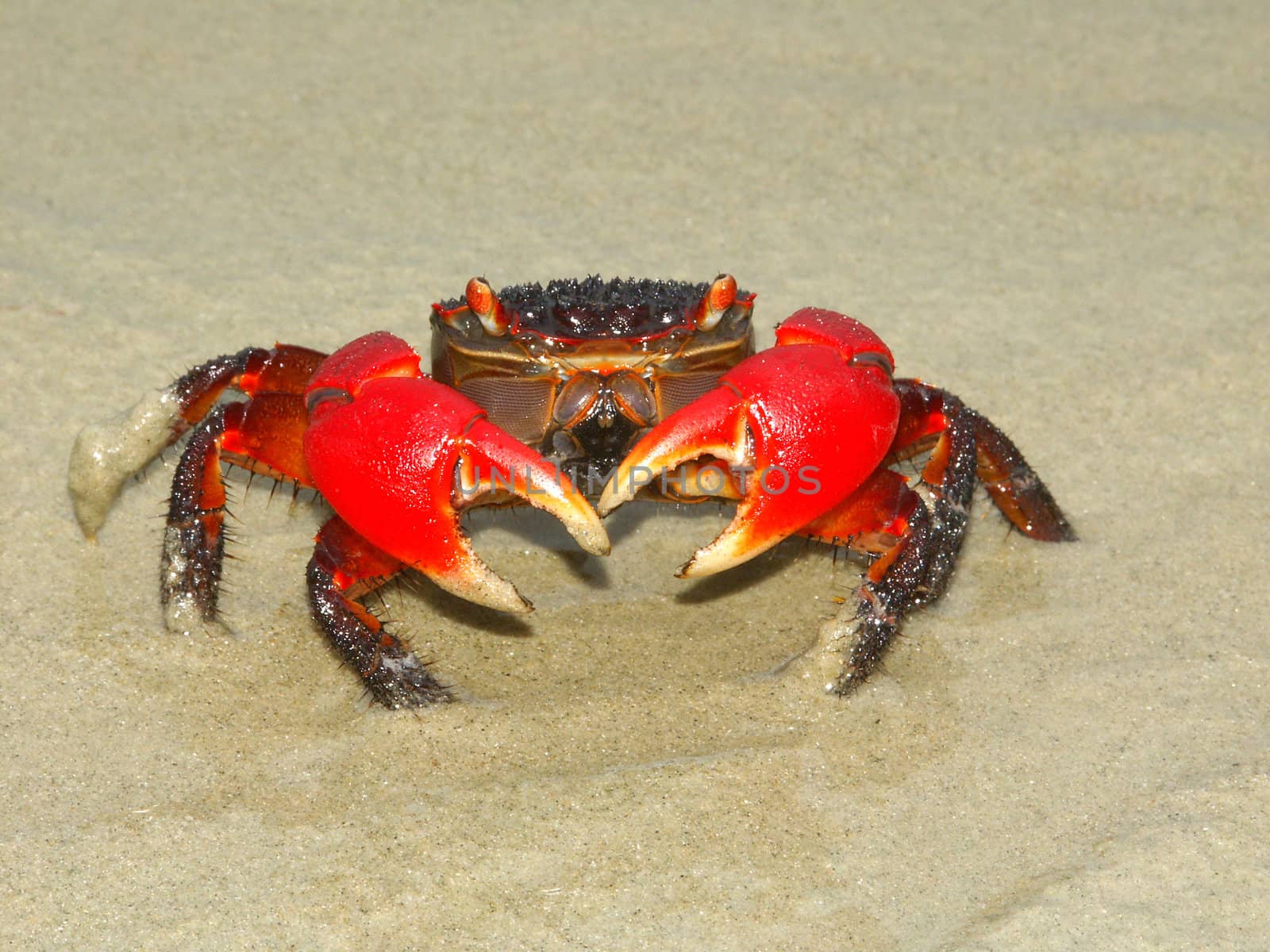 A Mangrove Crab on the beach near Cape Tribulation in Queensland, Australia.