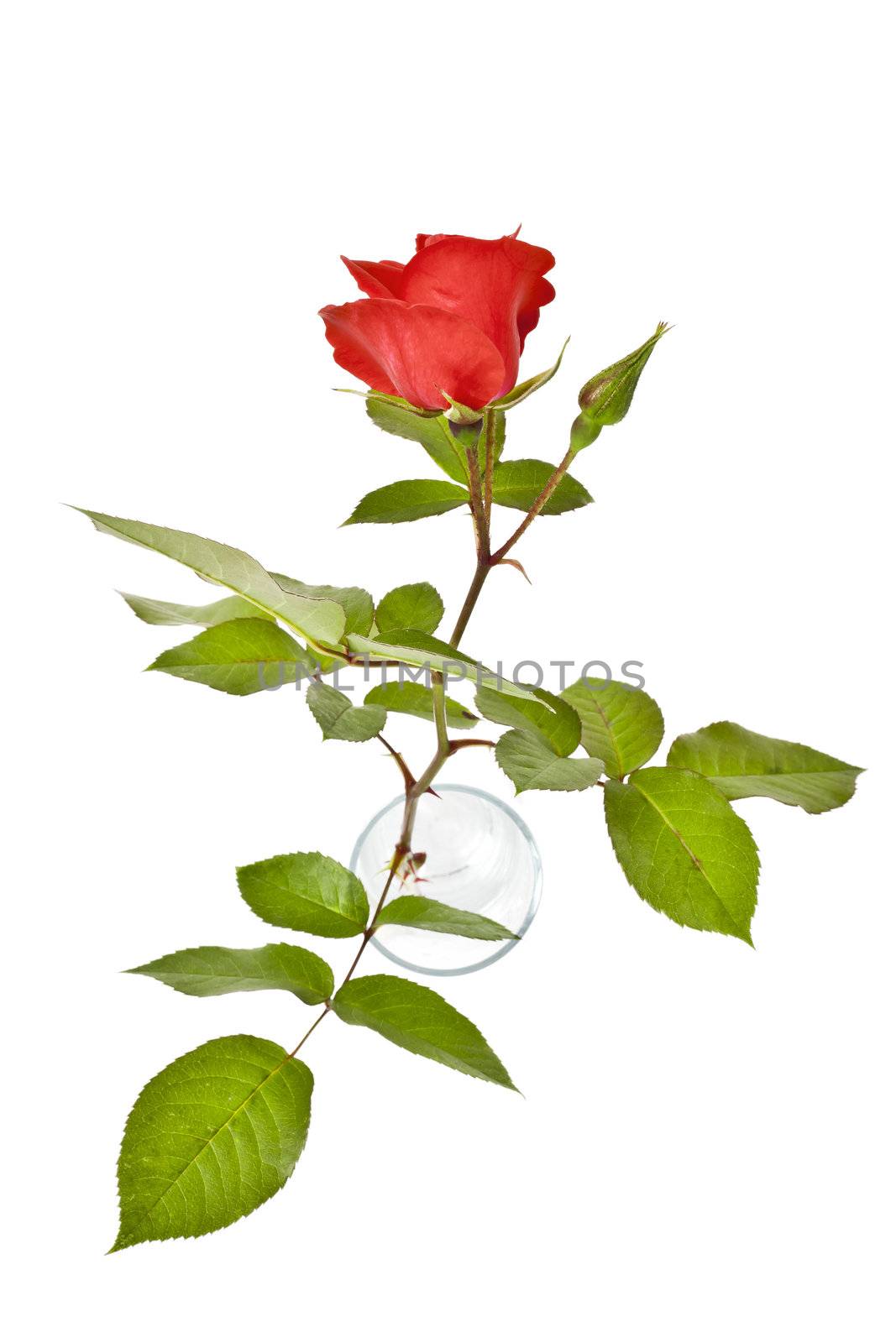 An image of a beautiful red rose in a water glass