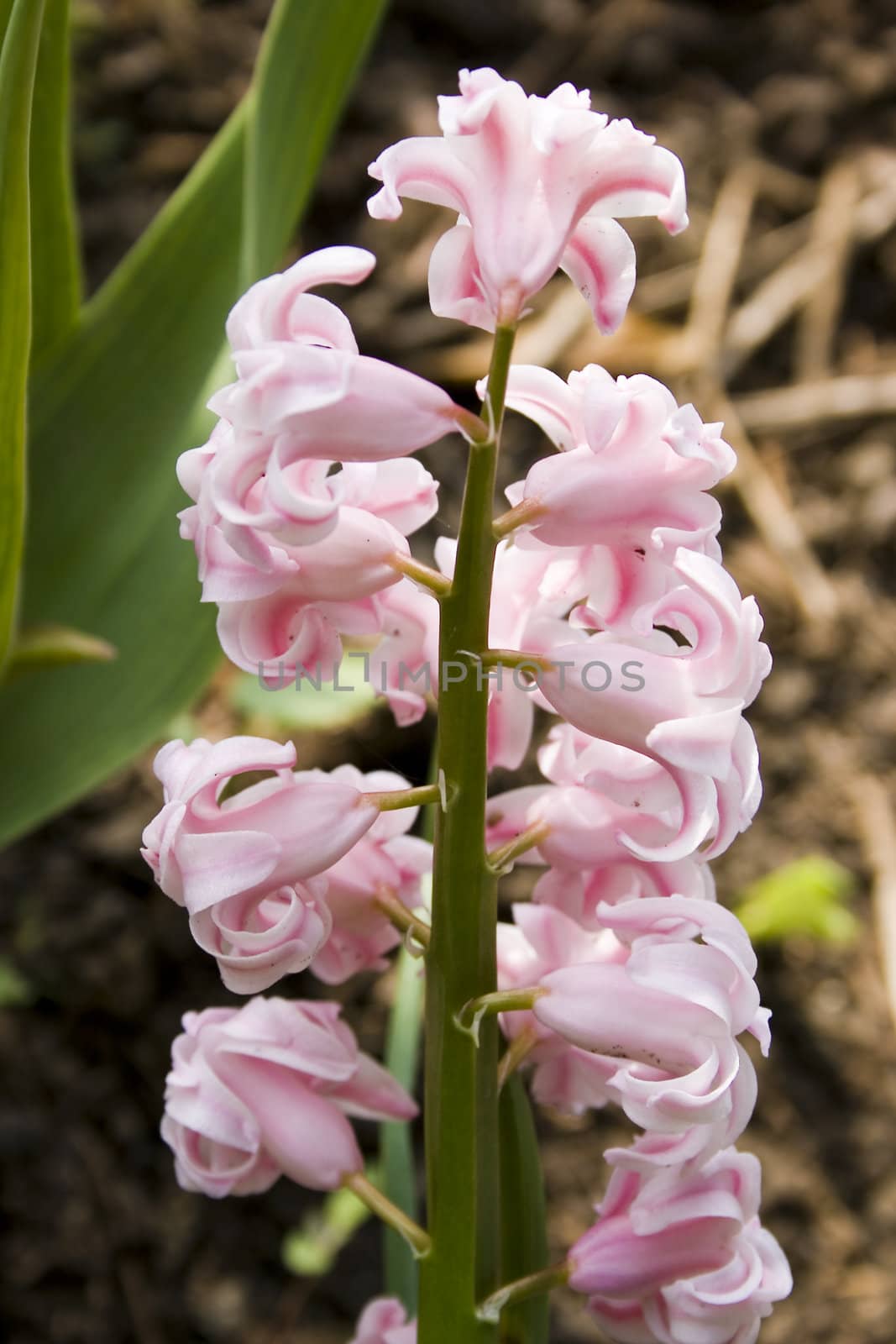 pink hyacinth