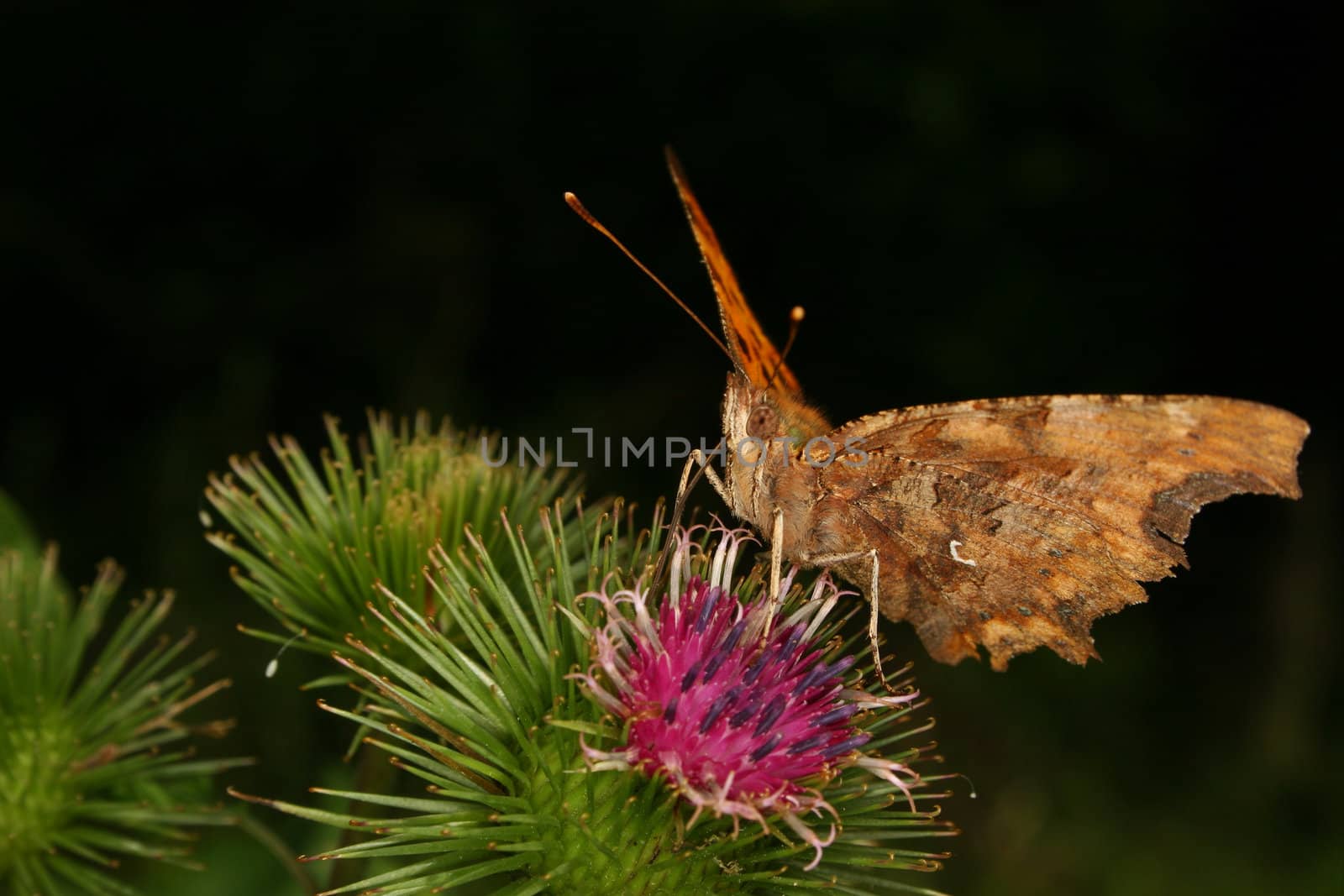 Comma (Polygonia c-album) on a Thistle - Portrait