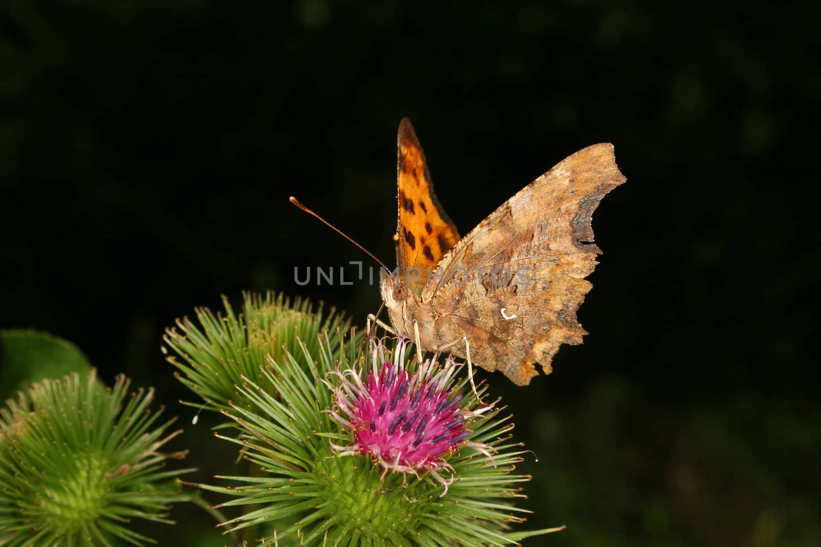 Comma (Polygonia c-album) on a Thistle - Portrait