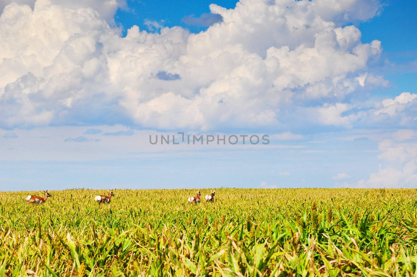Pronghorn antelope running from a sorghum field where they have been grazing