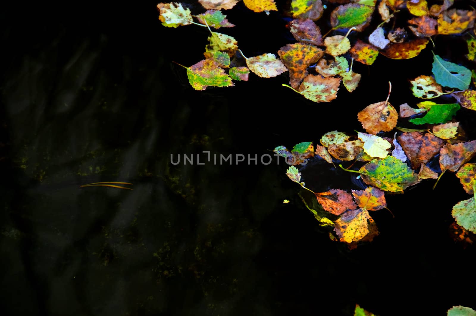 Birch autumn leaves floating in water