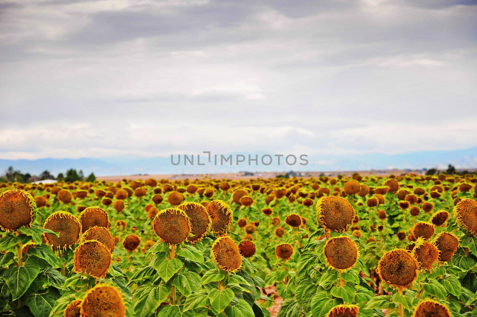 Field of sunflowers after the petals have wilted and fallen, ready to have the seeds harvested.