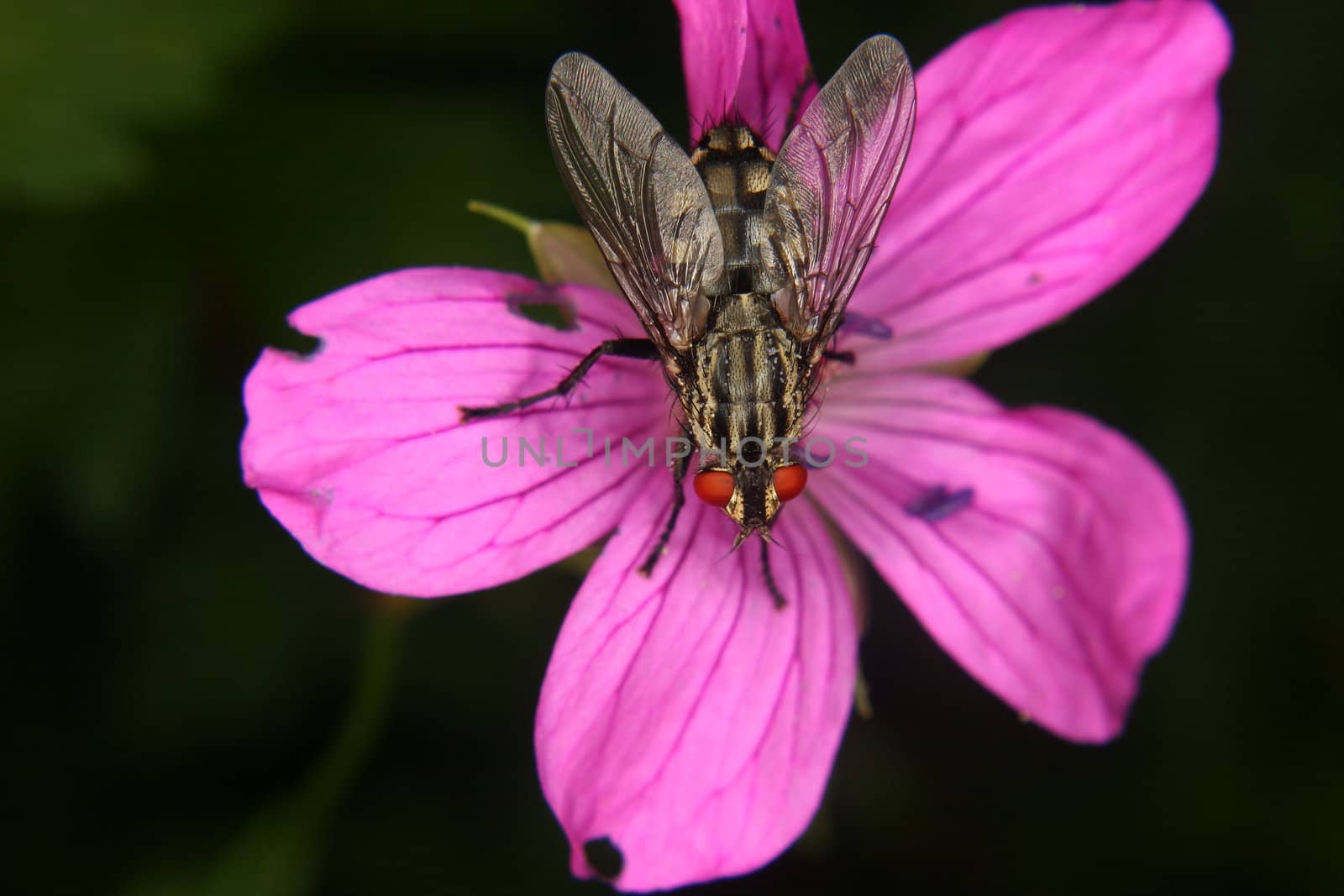 Blowfly (Calliphoridae) by tdietrich
