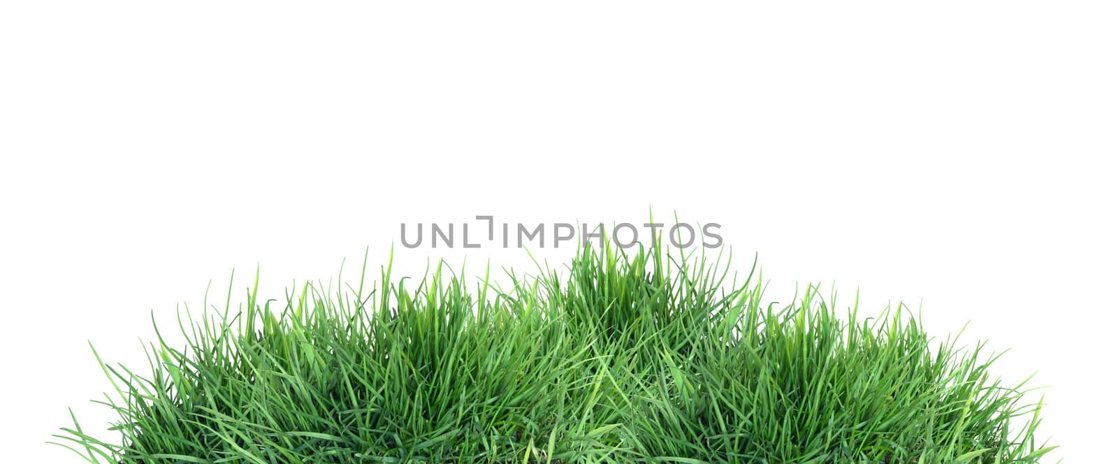 Nature concept. Freshness green grass against white background