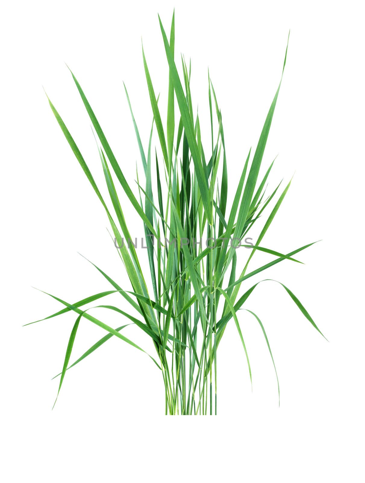 Bunch of ordinary freshness green grass on white background