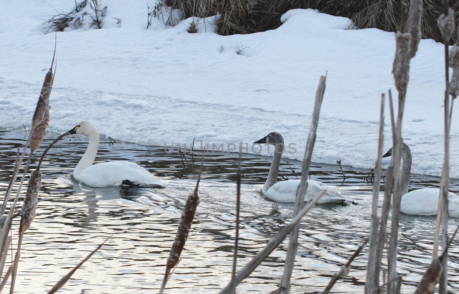 Tundra Swan.  Photo taken at Lower Klamath National Wildlife Refuge, CA. by sandsphoto