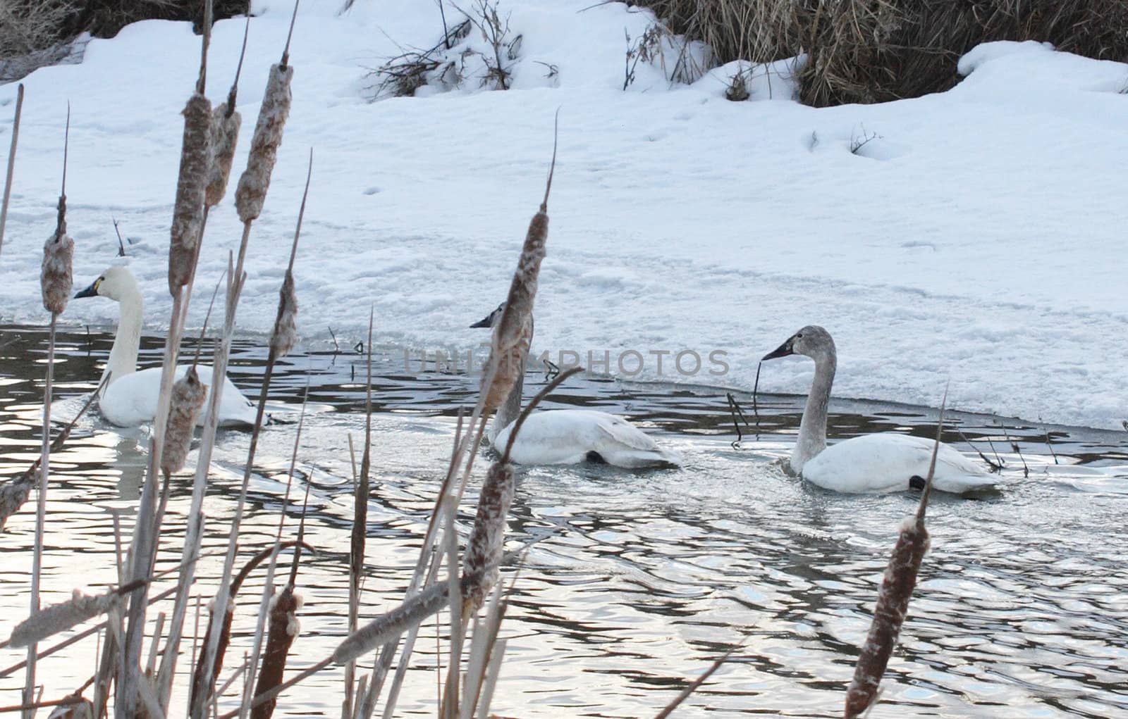 Tundra Swan.  Photo taken at Lower Klamath National Wildlife Refuge, CA.