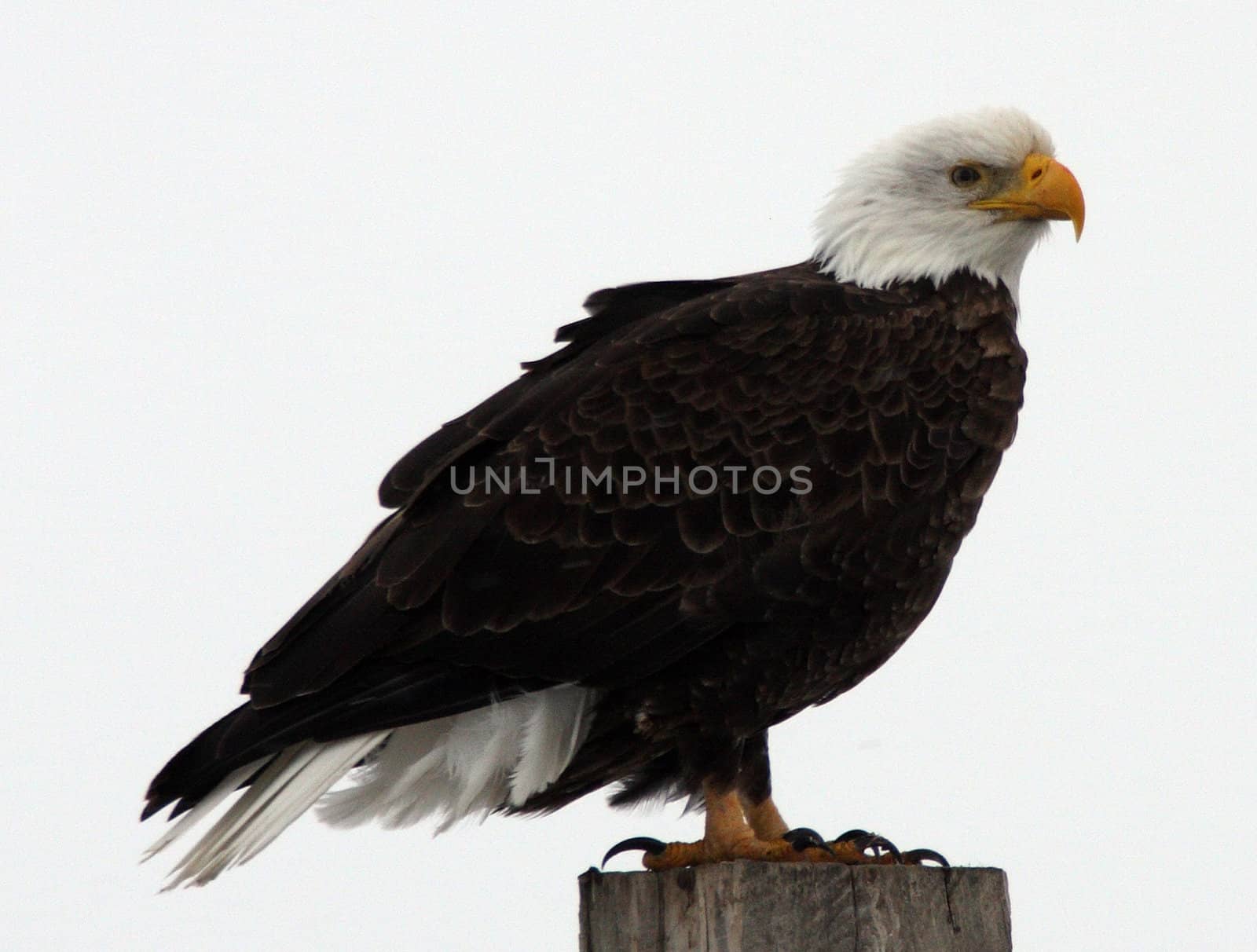 Bald Eagle.  Photo taken at Lower Klamath National Wildlife Refuge, CA.