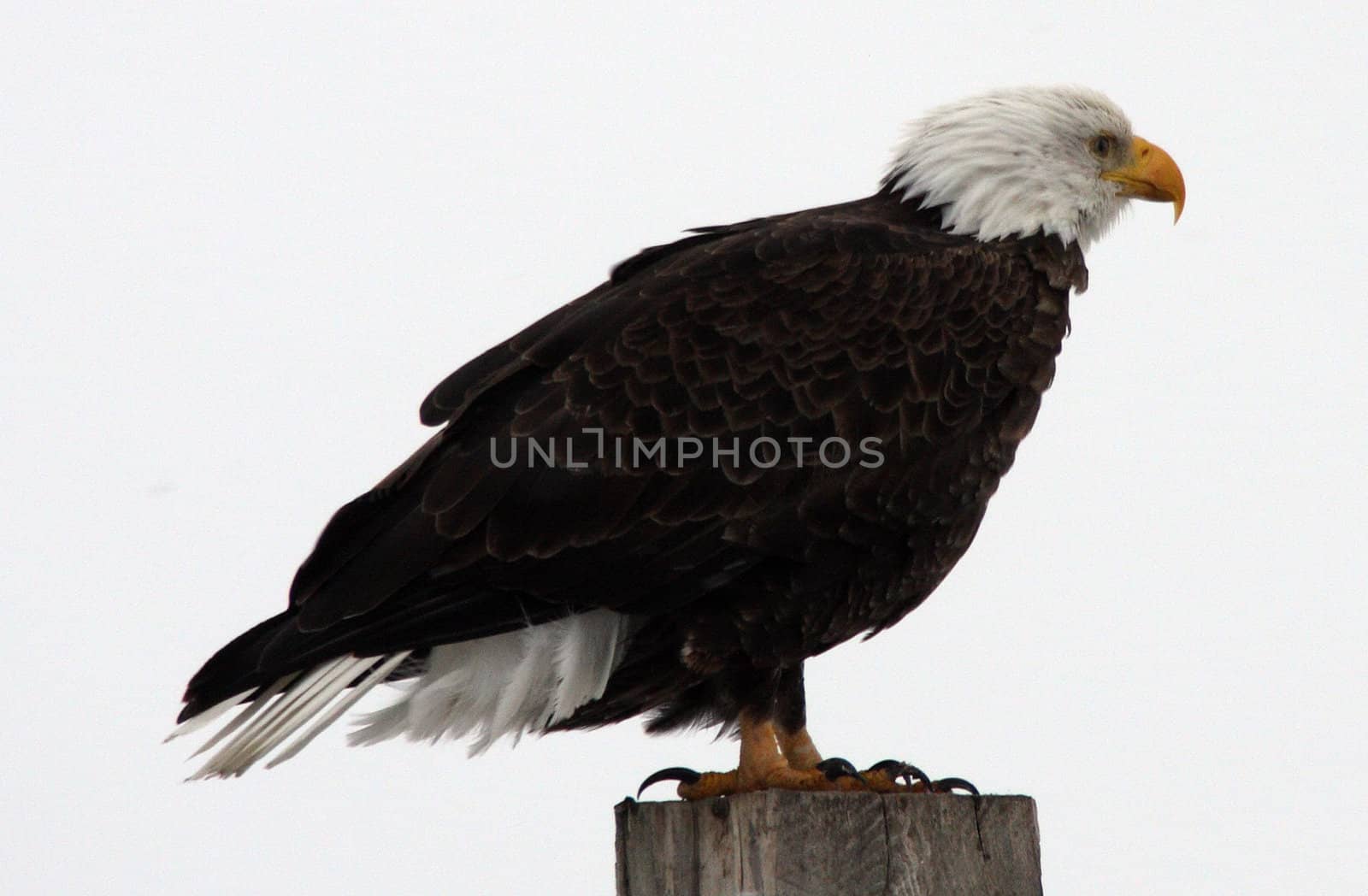 Bald Eagle.  Photo taken at Lower Klamath National Wildlife Refuge, CA.
