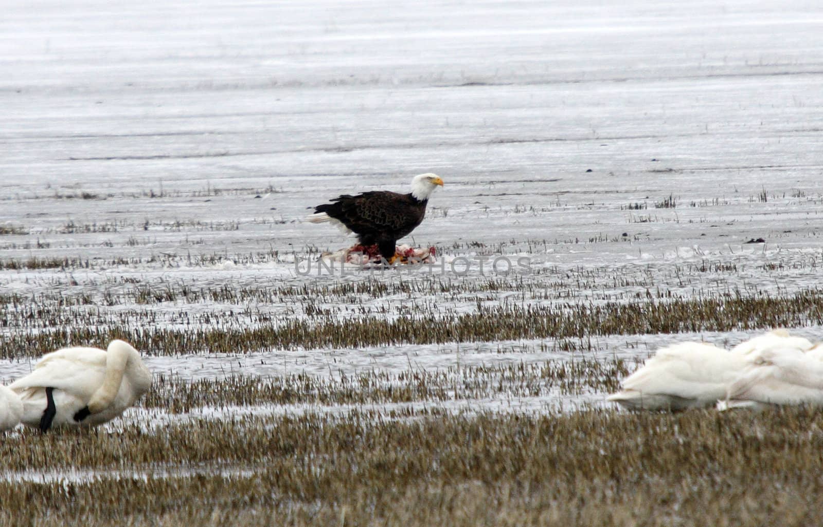 Bald Eagle.  Photo taken at Lower Klamath National Wildlife Refuge, CA. by sandsphoto