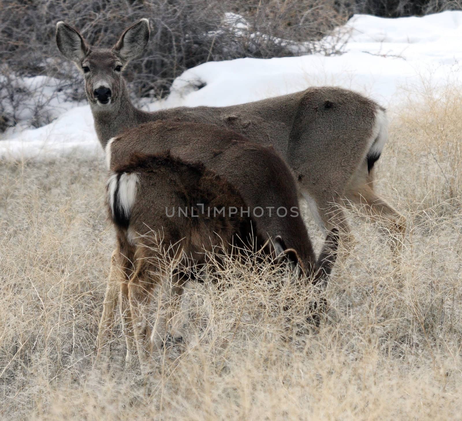 Mule Deer.  Photo taken at Lower Klamath National Wildlife Refuge, CA.