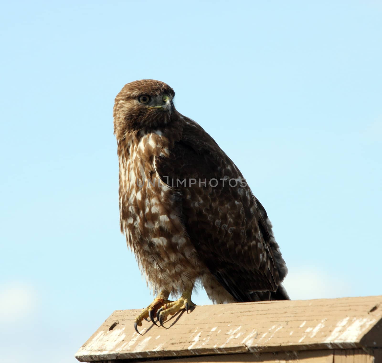 Immature Red Tailed Hawk.  Photo taken at Lower Klamath National Wildlife Refuge, CA. by sandsphoto