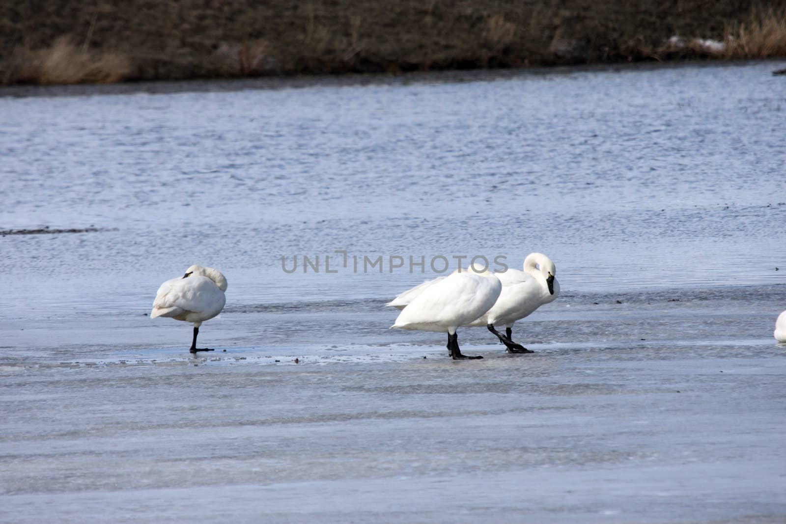 Tundra Swan.  Photo taken at Lower Klamath National Wildlife Refuge, CA. by sandsphoto