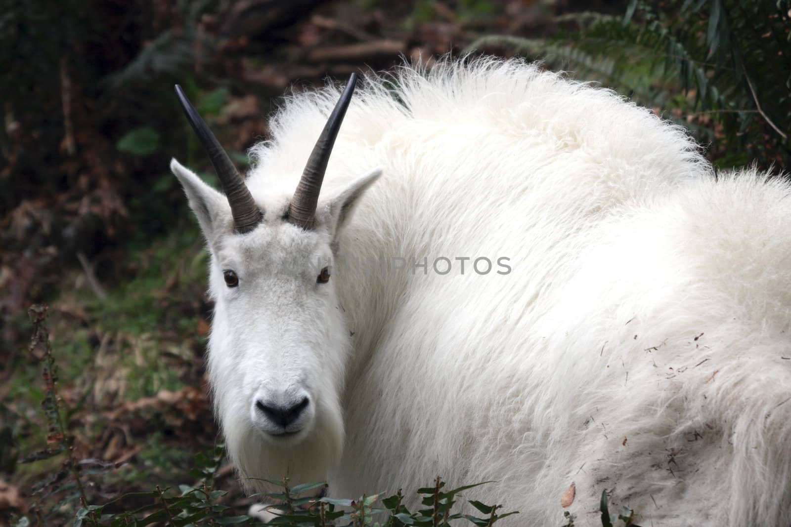 Mountain Goat.  Photo taken at Northwest Trek Wildlife Park, WA.