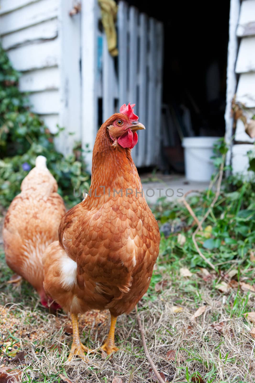 image of isobrown chickens in the yard