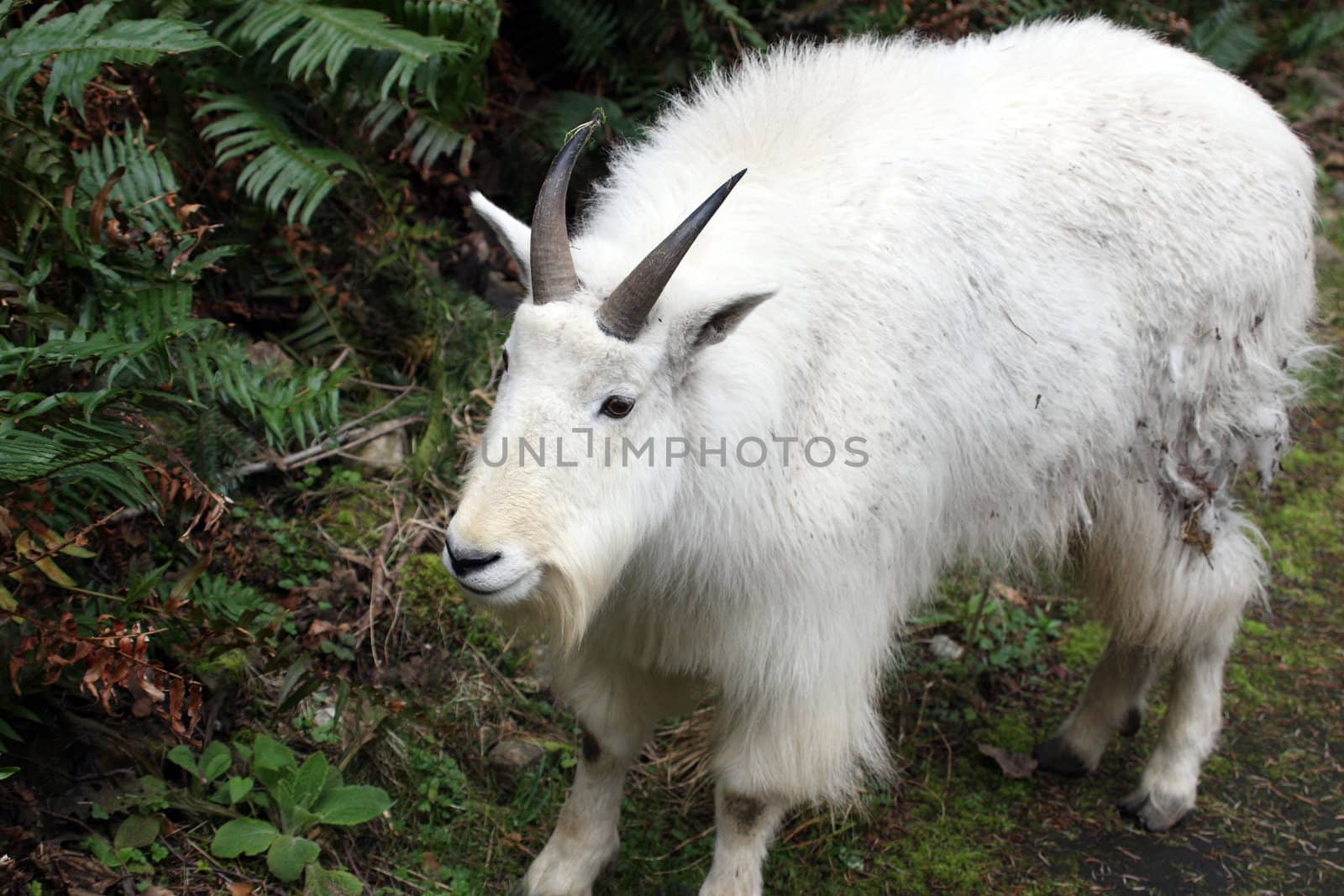Mountain Goat.  Photo taken at Northwest Trek Wildlife Park, WA. by sandsphoto