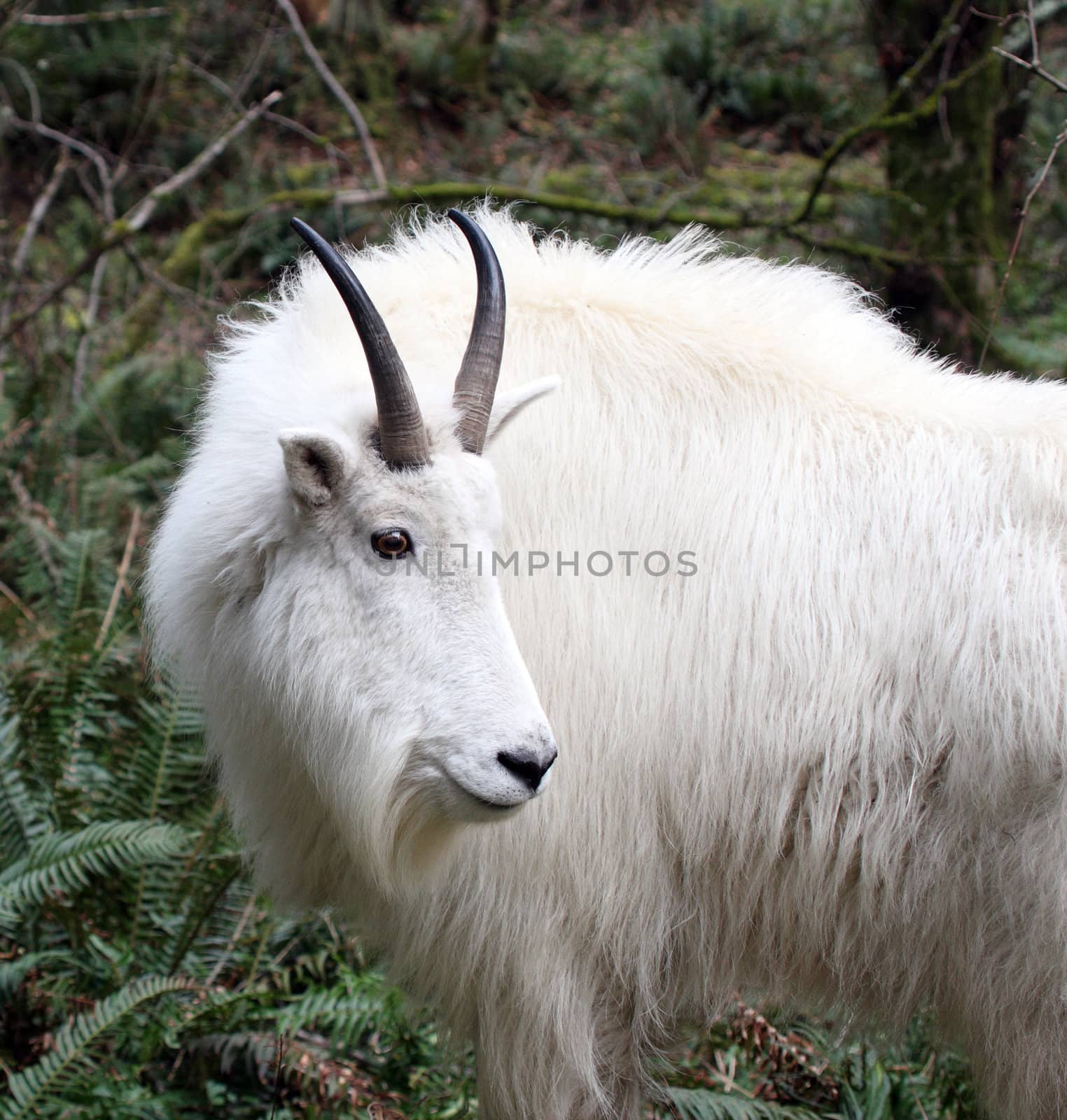 Mountain Goat.  Photo taken at Northwest Trek Wildlife Park, WA. by sandsphoto