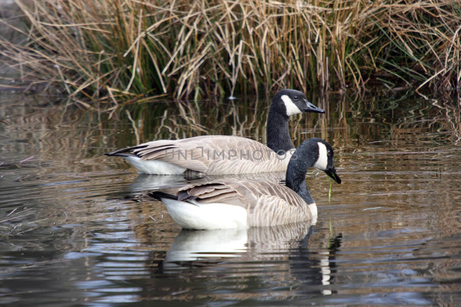 Canada Goose.  Photo taken at Northwest Trek Wildlife Park, WA. by sandsphoto