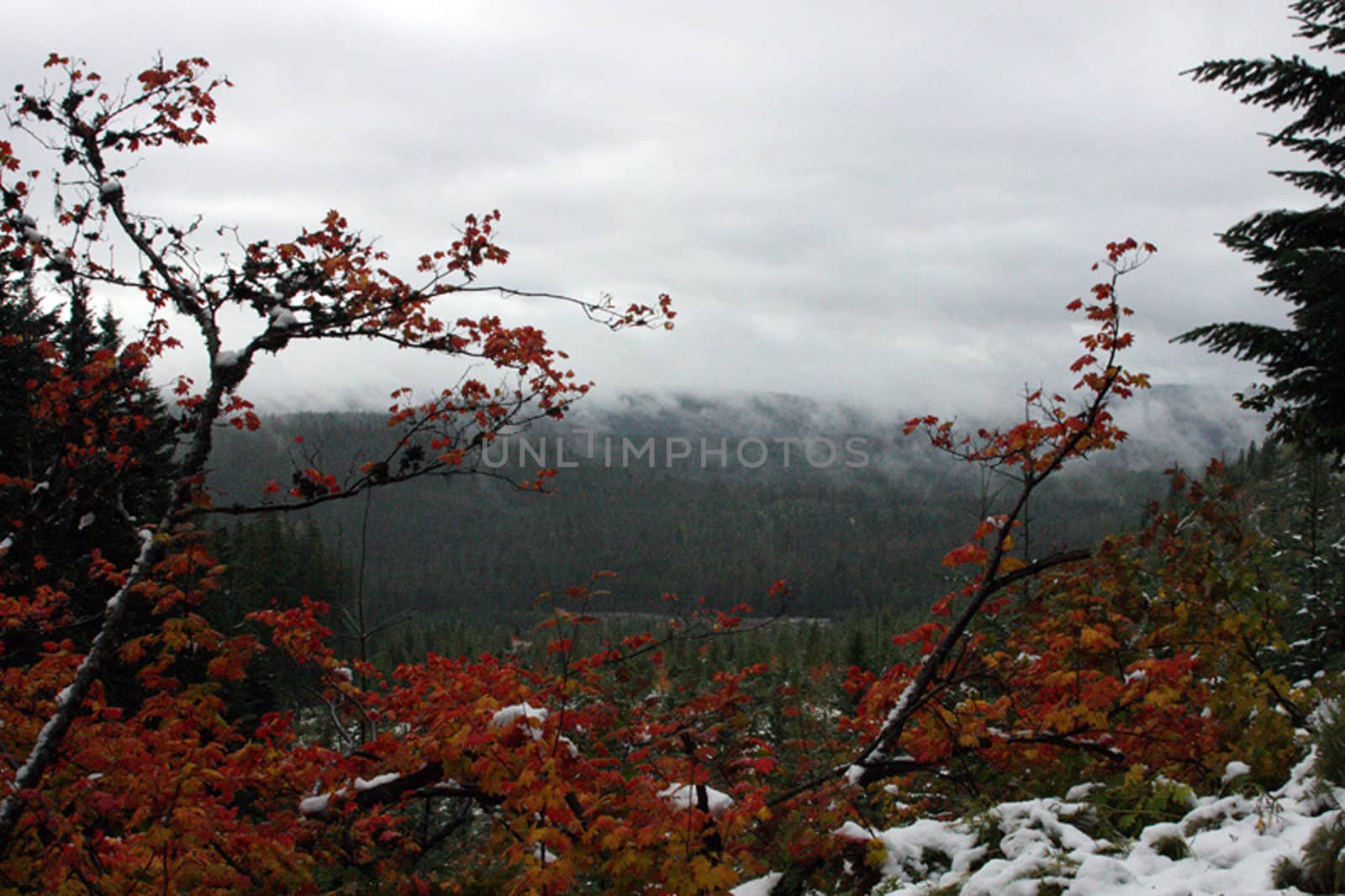 Fall Colors in Oregon.  Photo taken in the Mount Hood National Forest, OR.