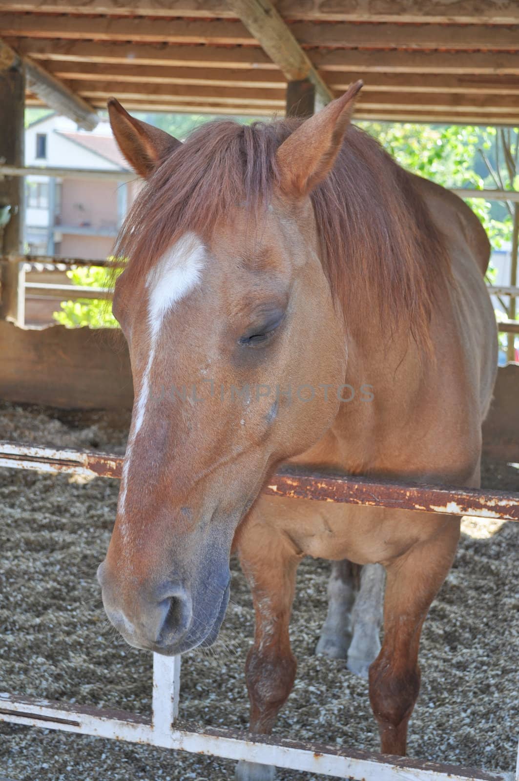 Horse, caballus, subspecies of wild equus ferus