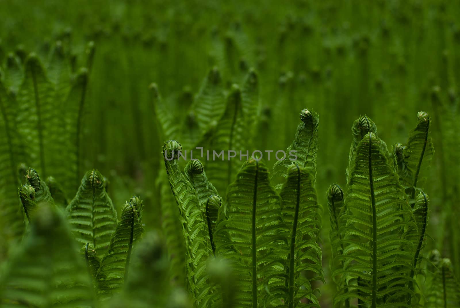 Closeup of fern bushes - floral art background