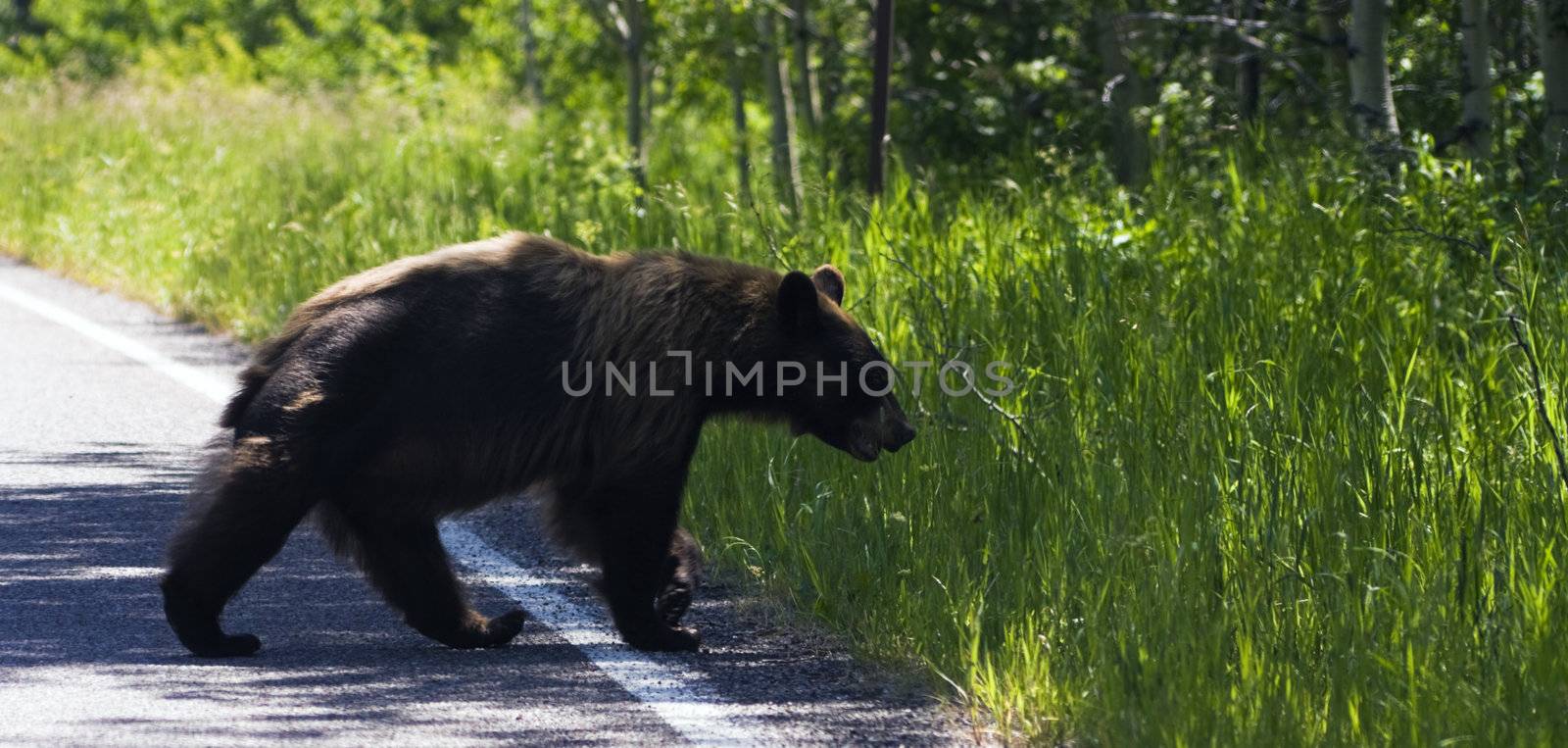 Bear in Glacier National Park in Montana.