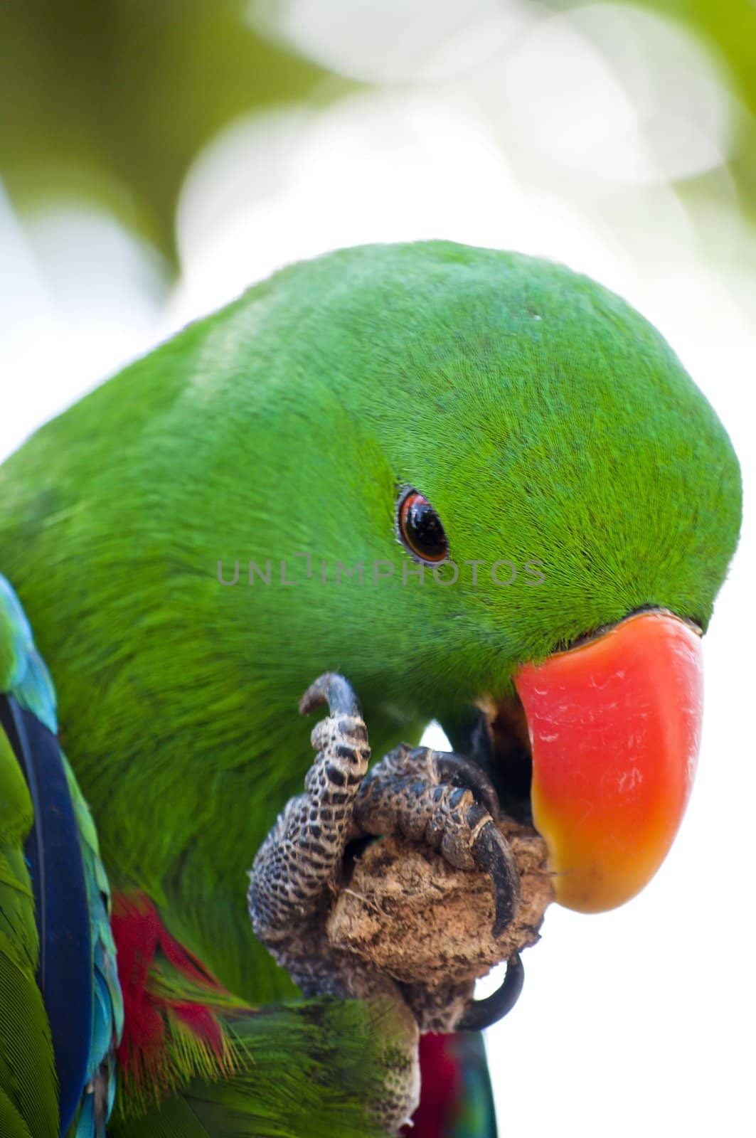 Green Macaw from indonesia is eating his meal