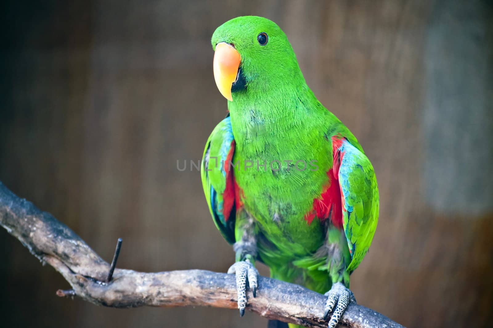 Green Macaw from indonesia standing on his branch