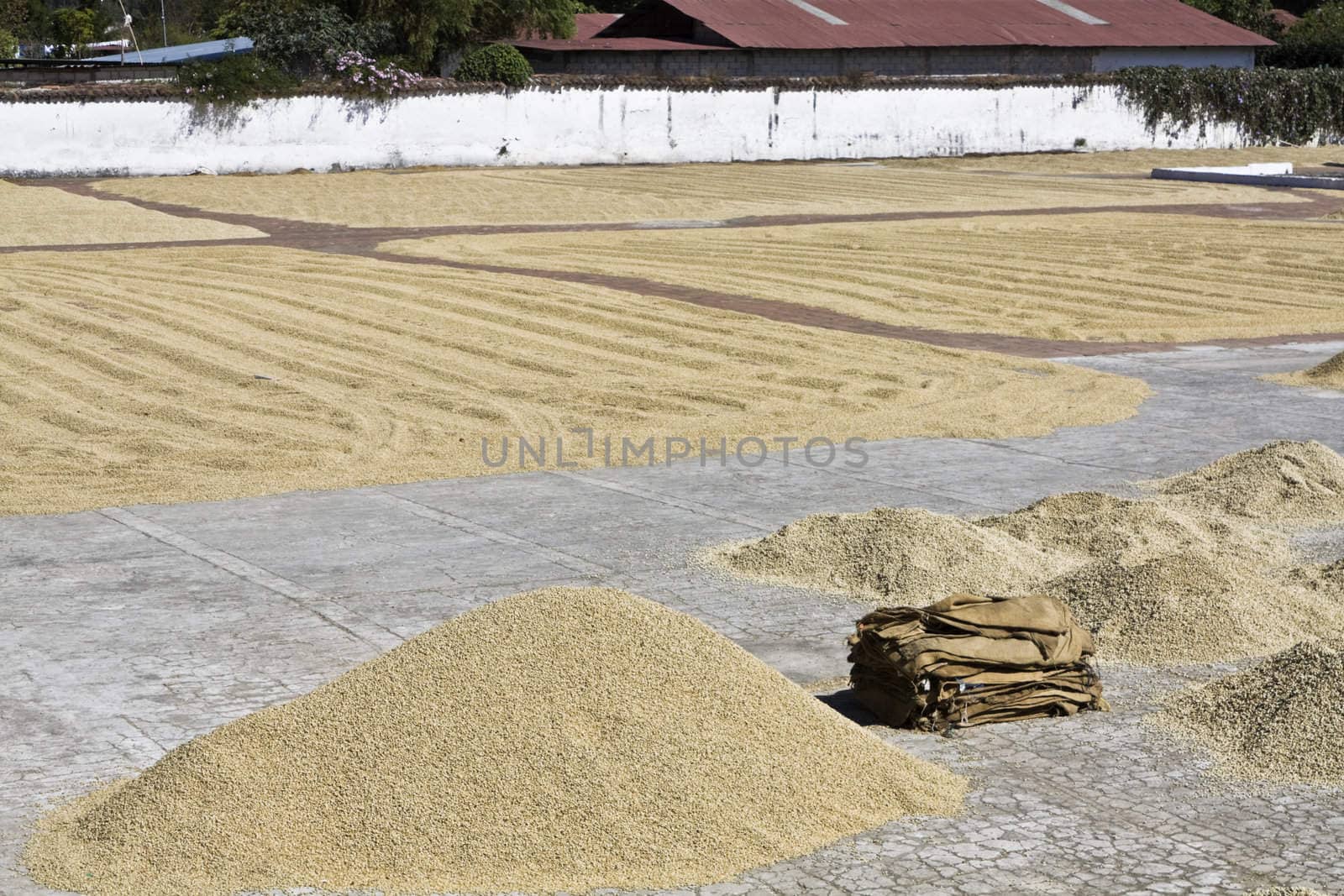 Coffee ready for import by benkrut