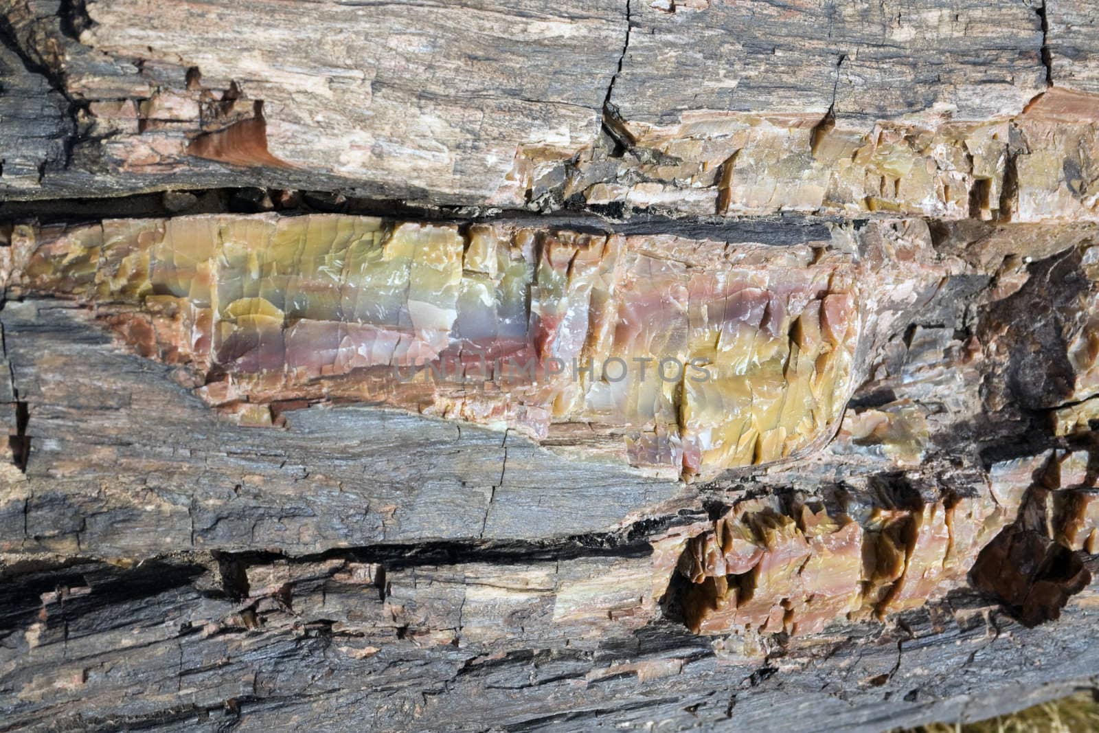 Petrified Wood - close up. Petrified Forest National Park.