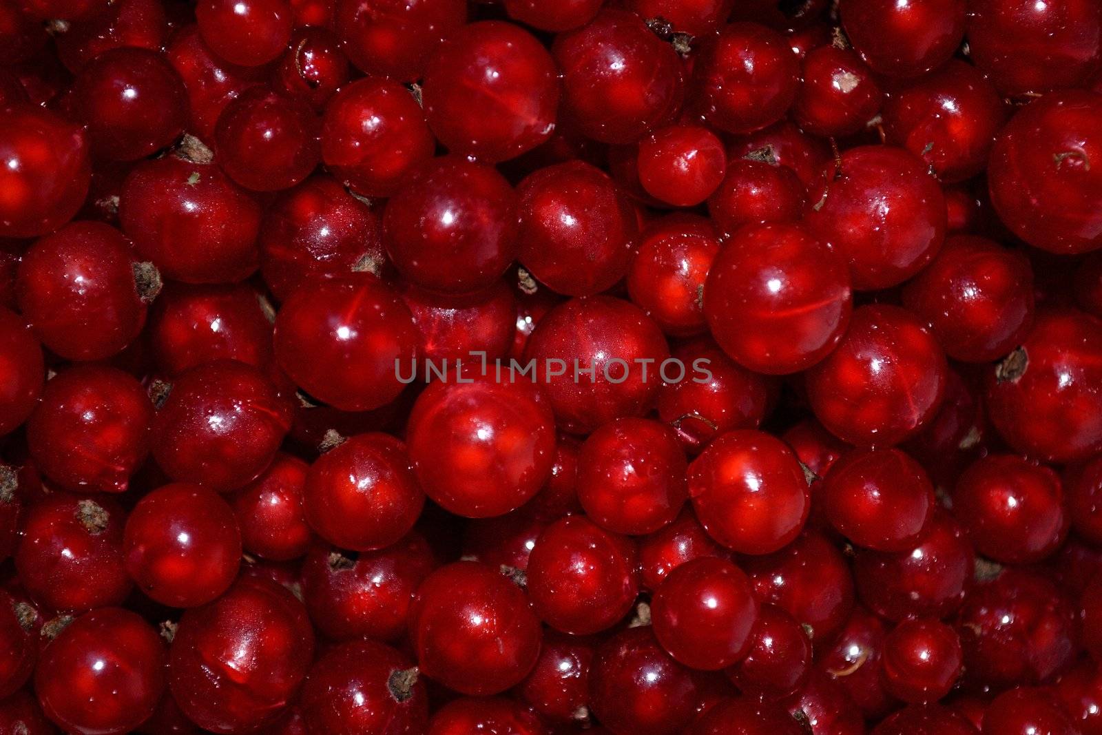 Red currant berries background