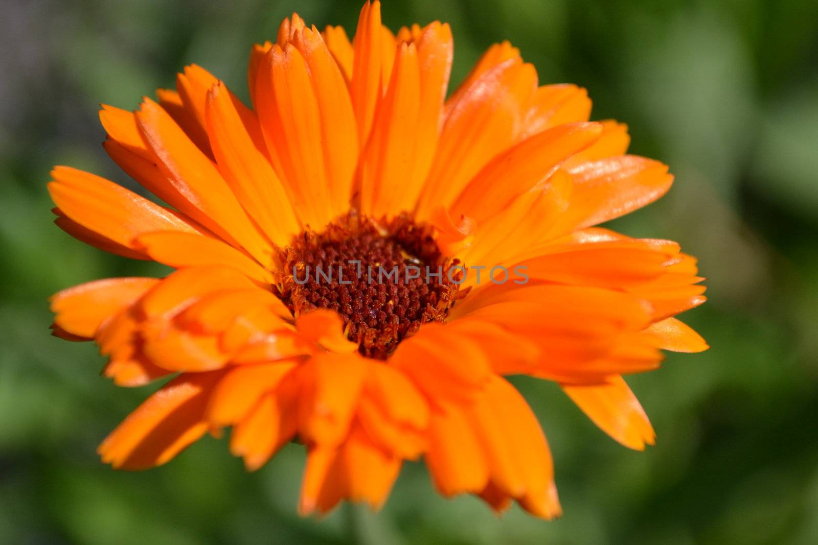 The orange flower over green background
