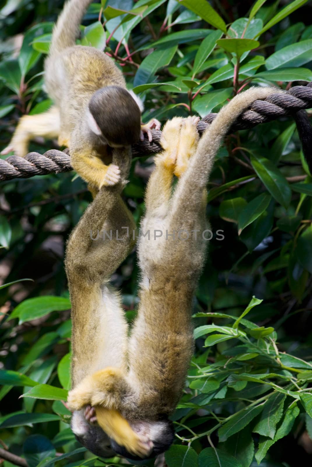 monkeys by Dessie_bg