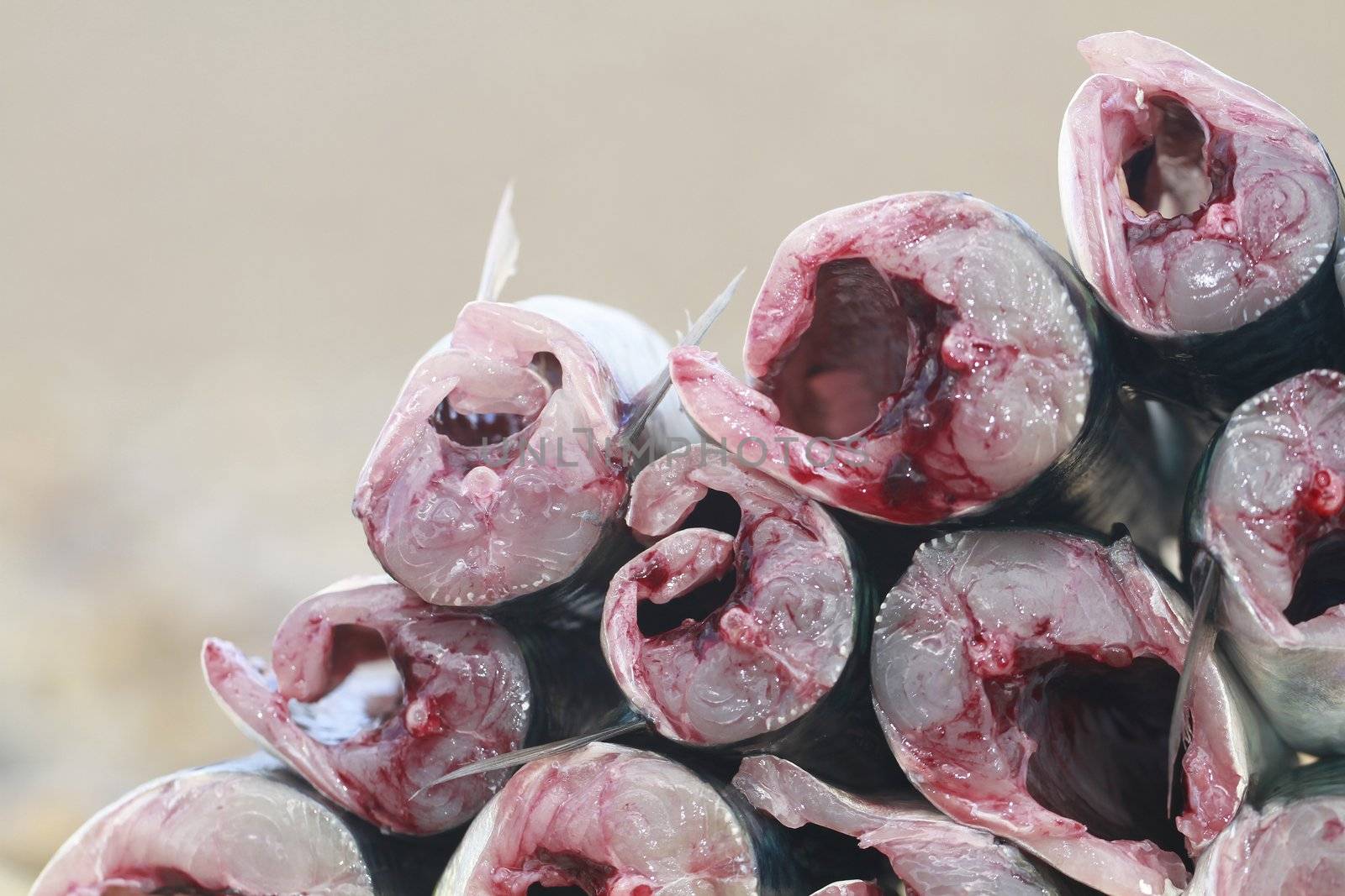 mackerel
