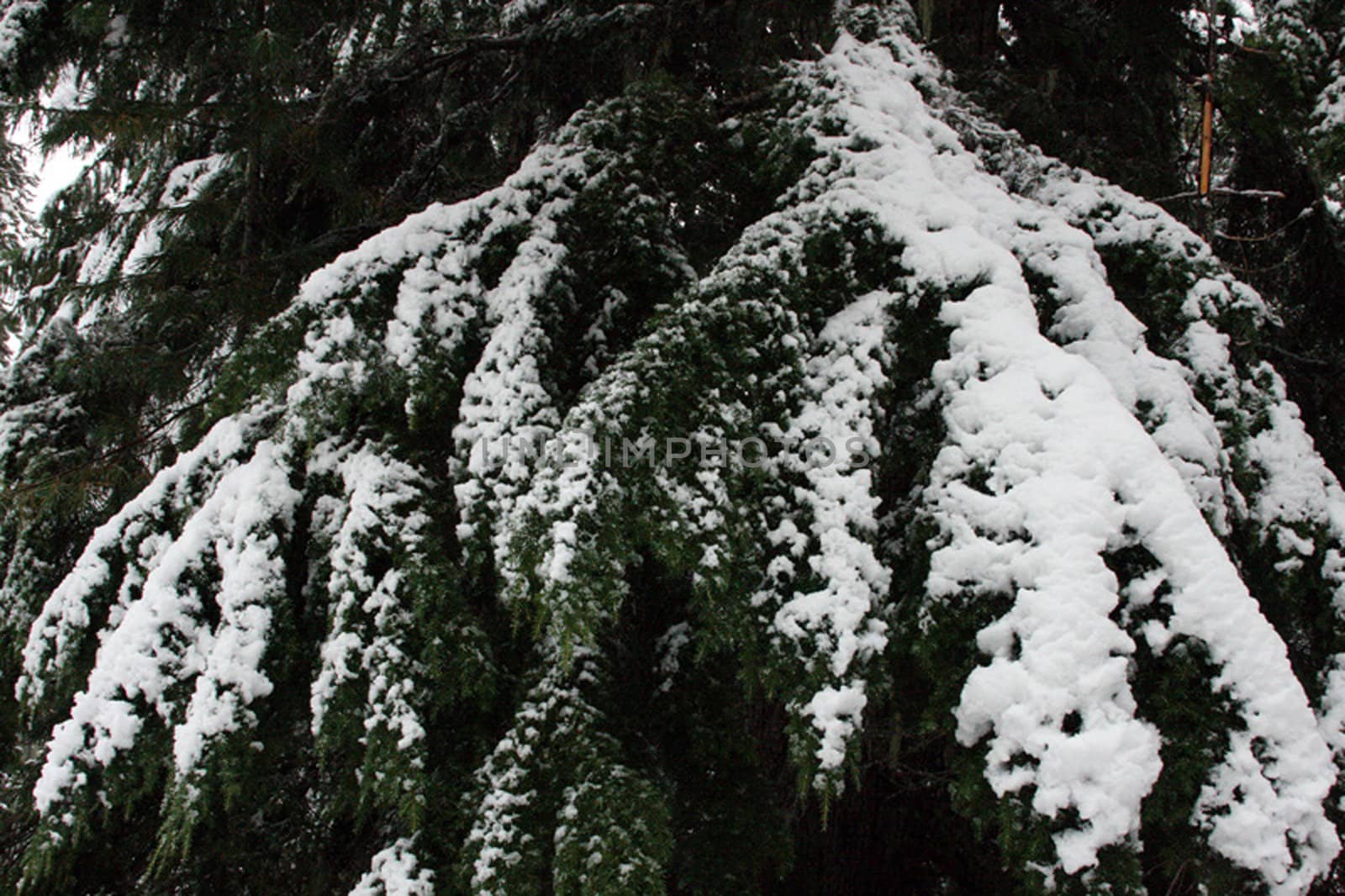 Snow on the Trees.  Photo taken in the Mount Hood National Forest, OR. by sandsphoto