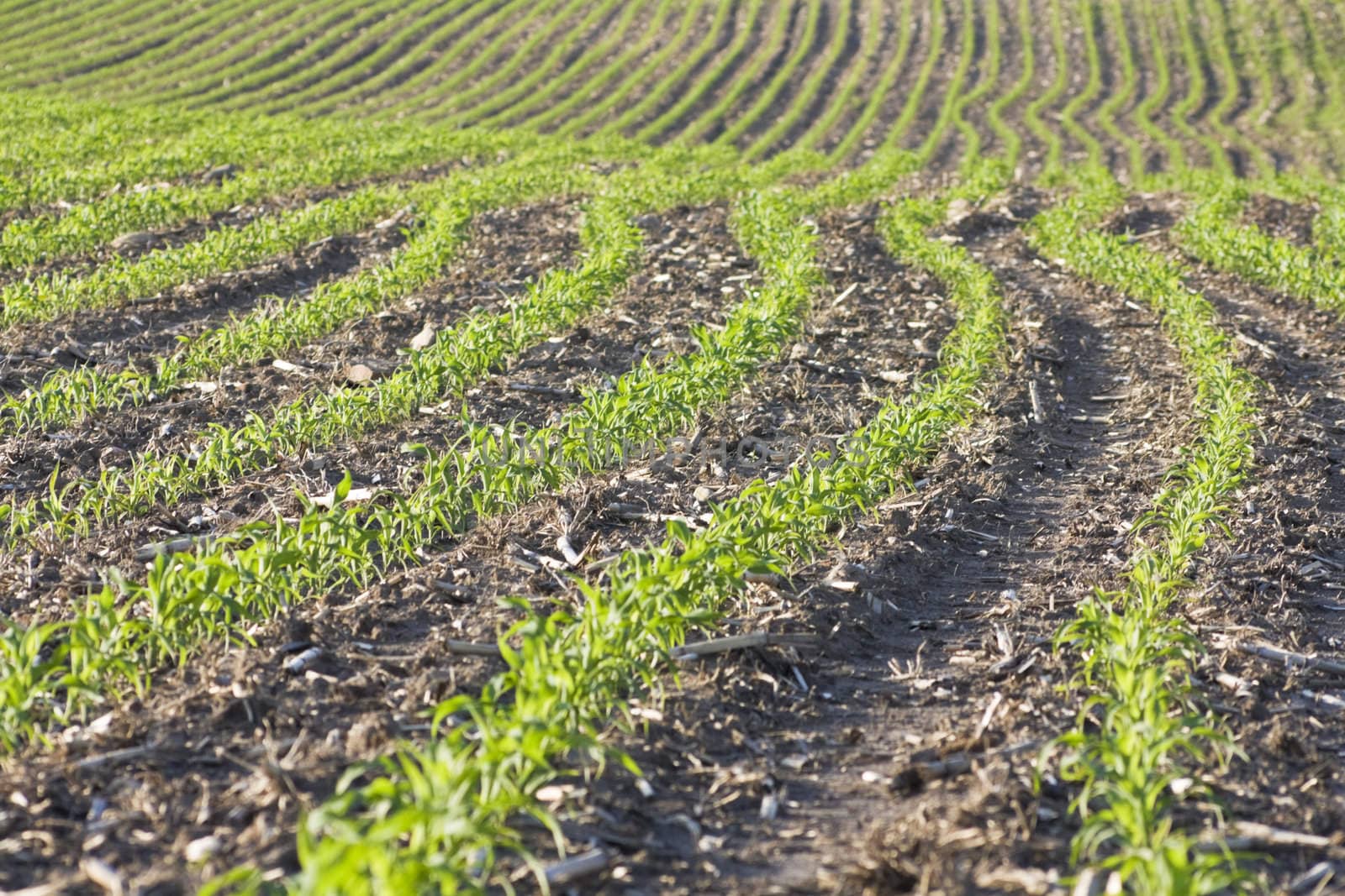 Corn in June - shallow dof.