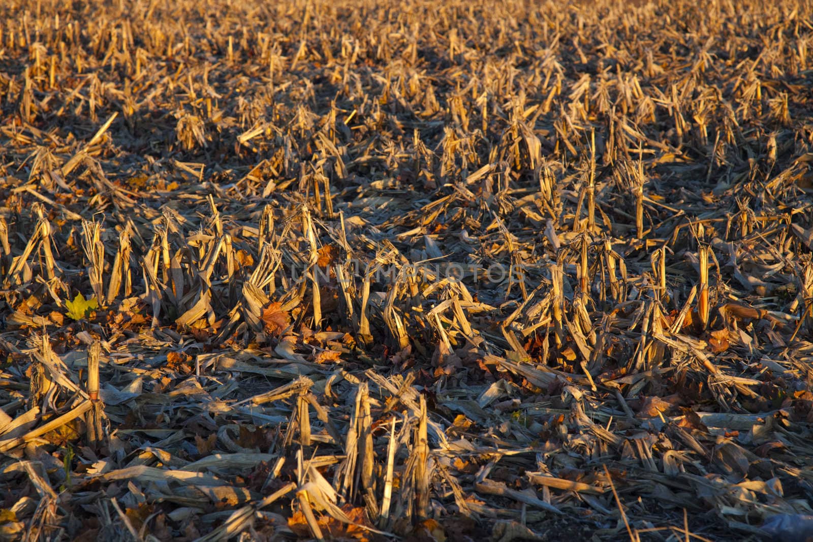 Corn Field after harvest - November