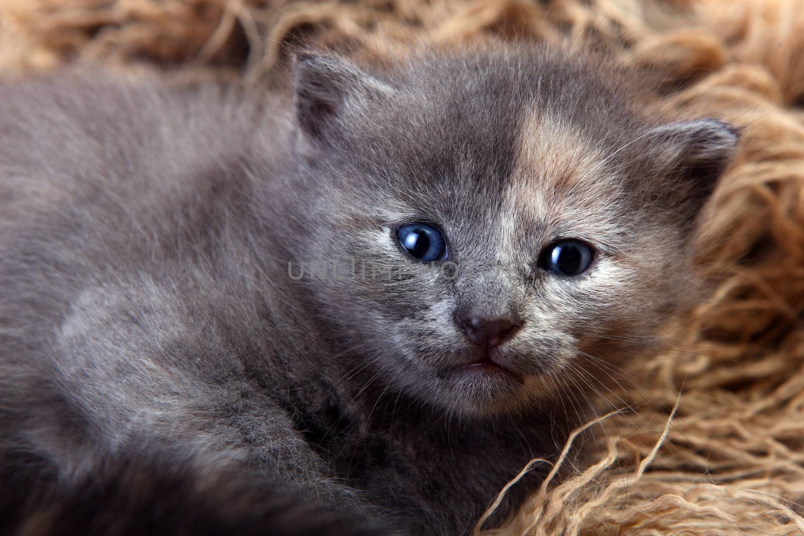 Newborn Kitten in a Basket by tobkatrina