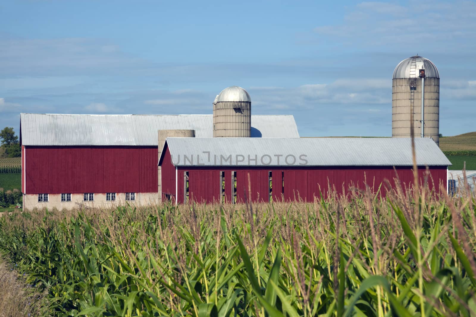 Corn and Red Farm Buildings