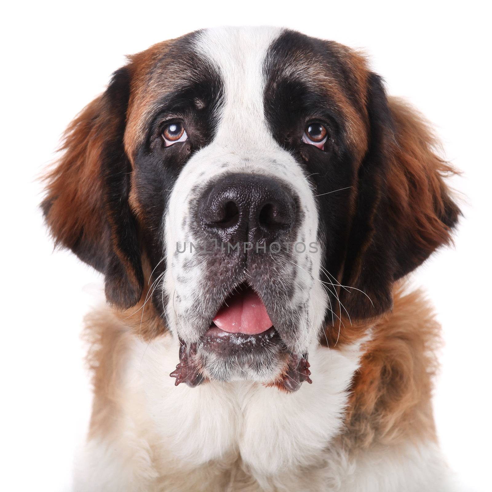 Adorable Saint Bernard Purebred Puppy 