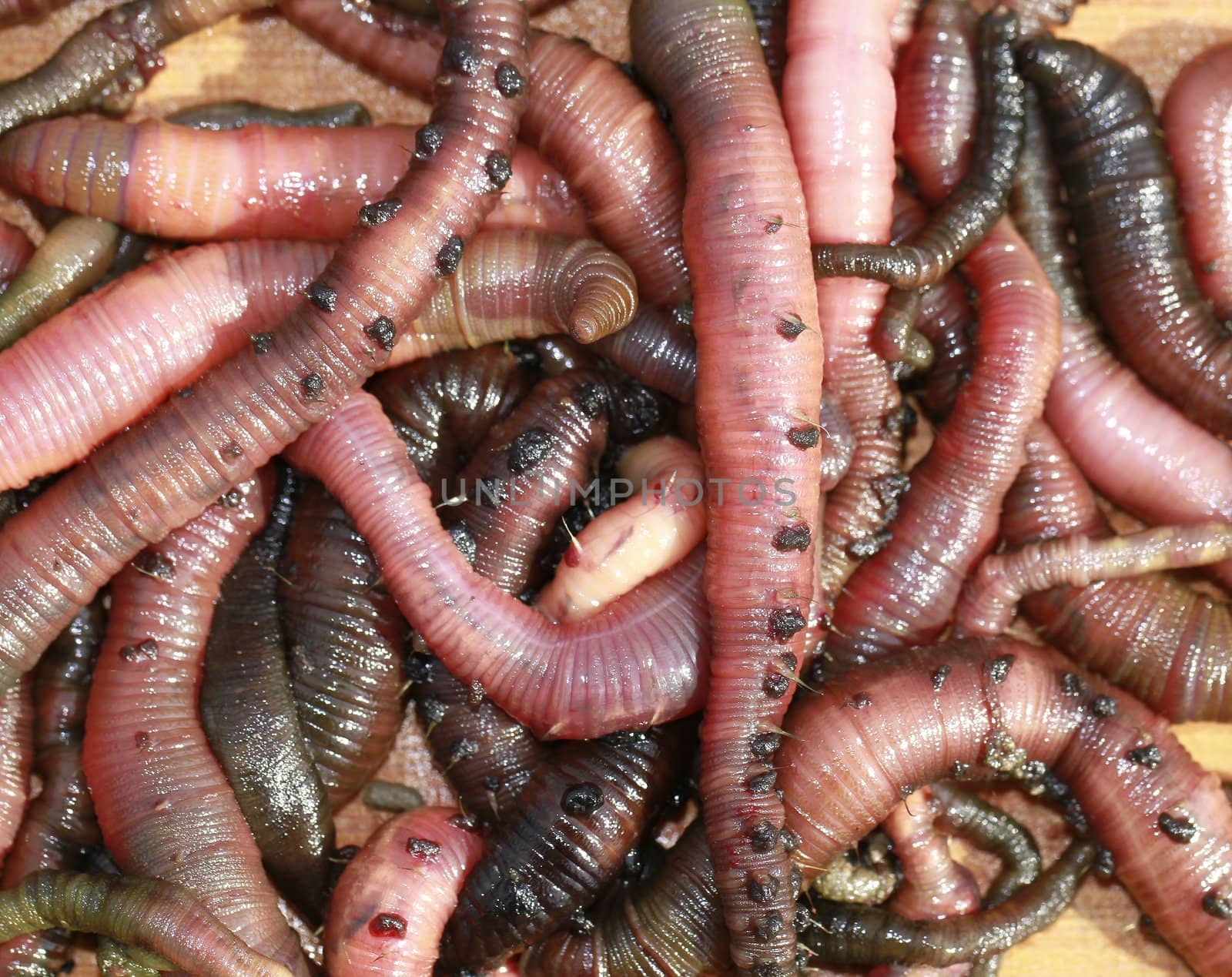 lugworm