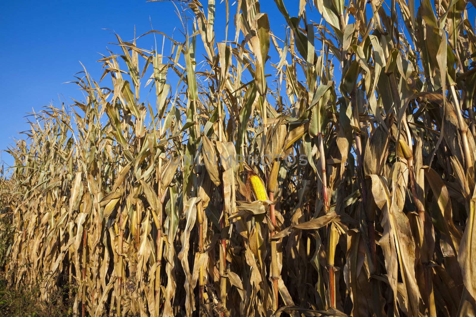 Corn field in October - ready for harvest.