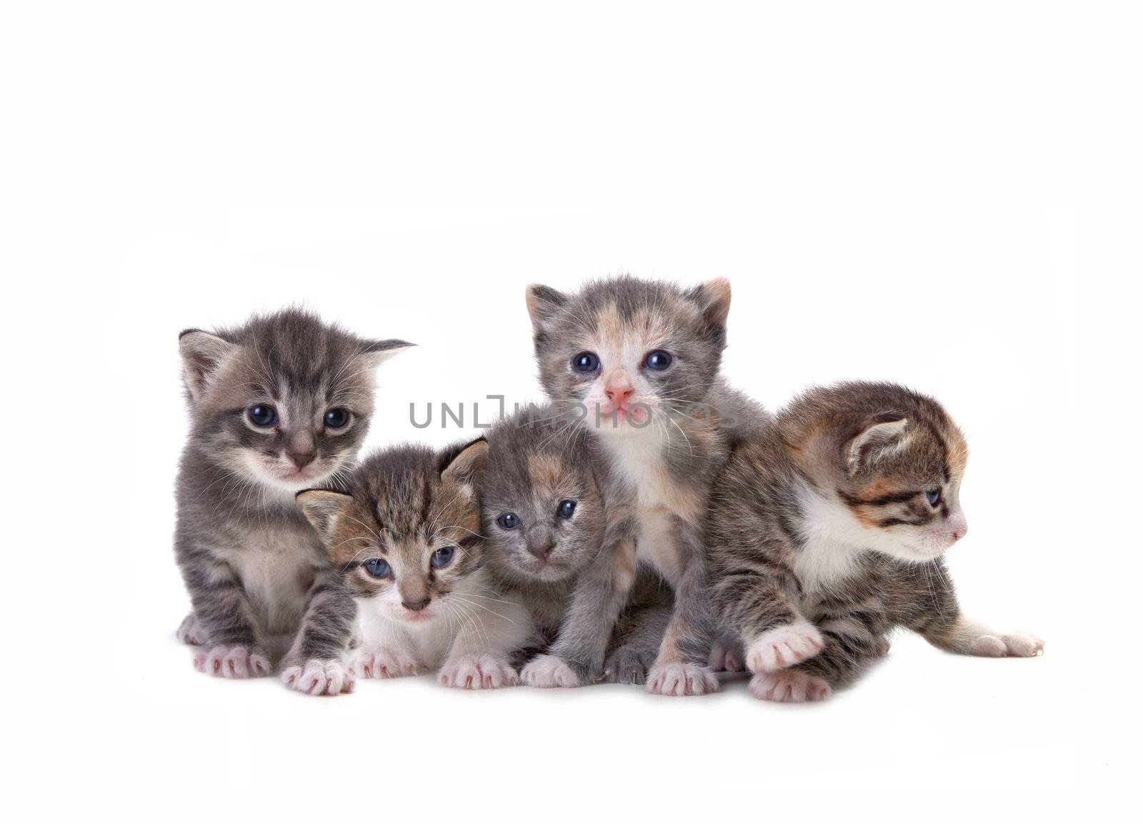 Cute Newborn Baby Kittens Easily Isolated on White by tobkatrina